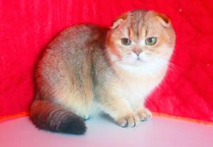 Шотландские девочки в Самаре