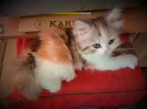 Кото-ангелочек в Краснодаре