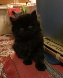 Котята для несуеверных в Краснодаре