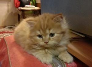 Солнечное рыжее счастье в Краснодаре