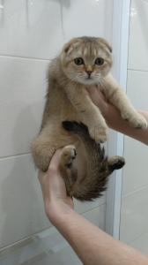 Шотландская тикированная кошечка в Раменском