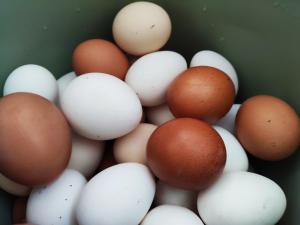 Домашние диетические яйца в Сочи
